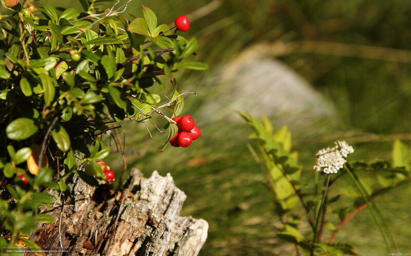 Red Berries on Bush — Green, Serene