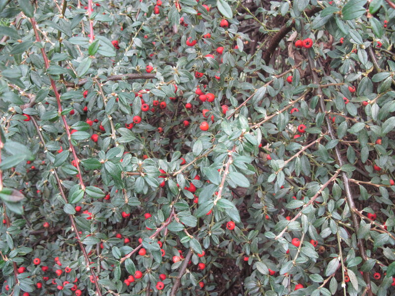 Red Berries on Bush — Green