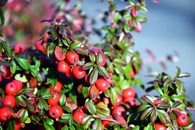 Red Berries on Bush — Natural, Afternoon