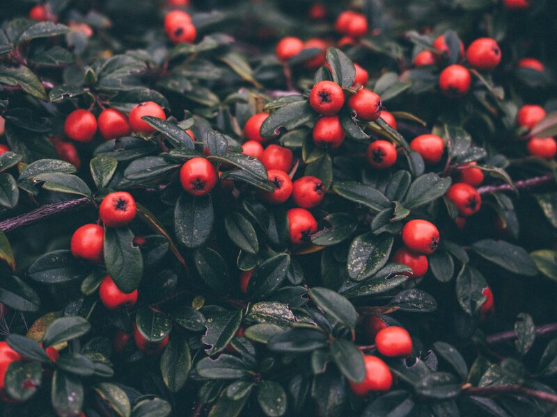 Red Berries on Bush — Natural, Autumn, Photograph, Leaves, Branches