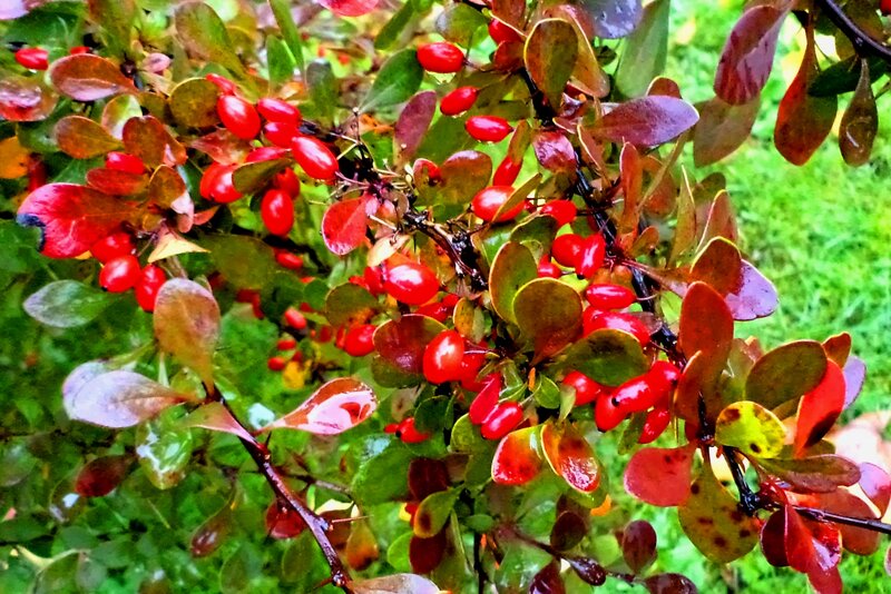 Red Berries on Bush — Natural, Autumn, Photograph, Leaves