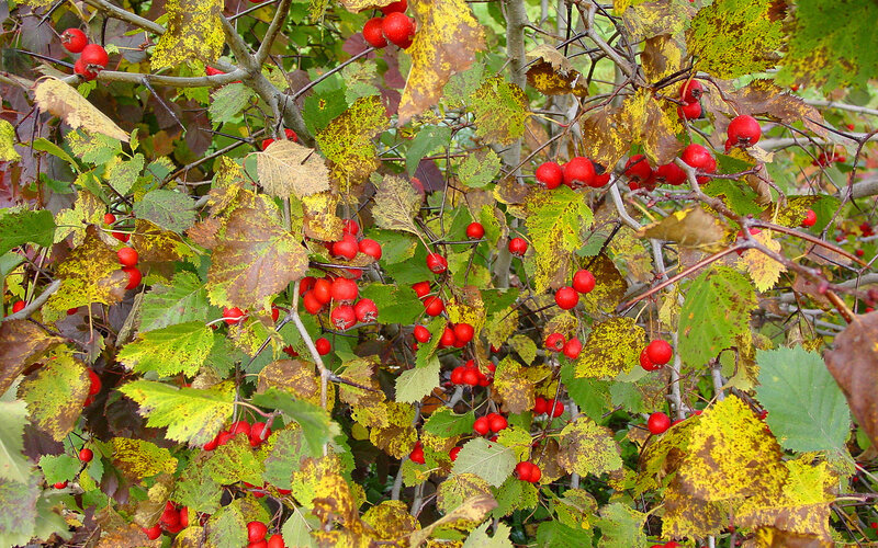 Red Berries on Bush — Natural, Autumn