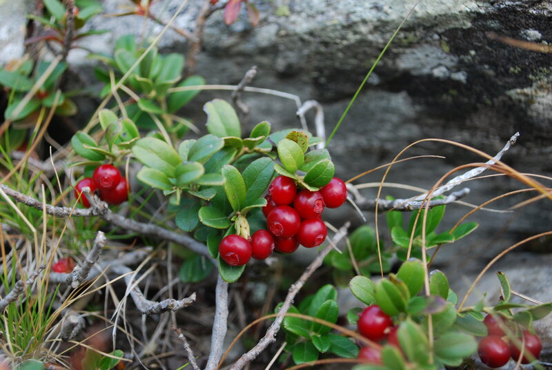 Red Berries on Bush — Natural, Photograph