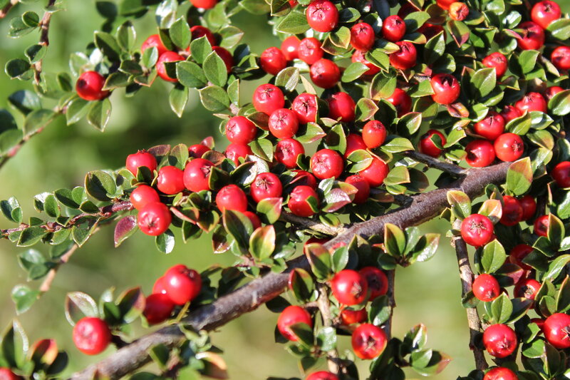 Red Berries on Bush — Natural