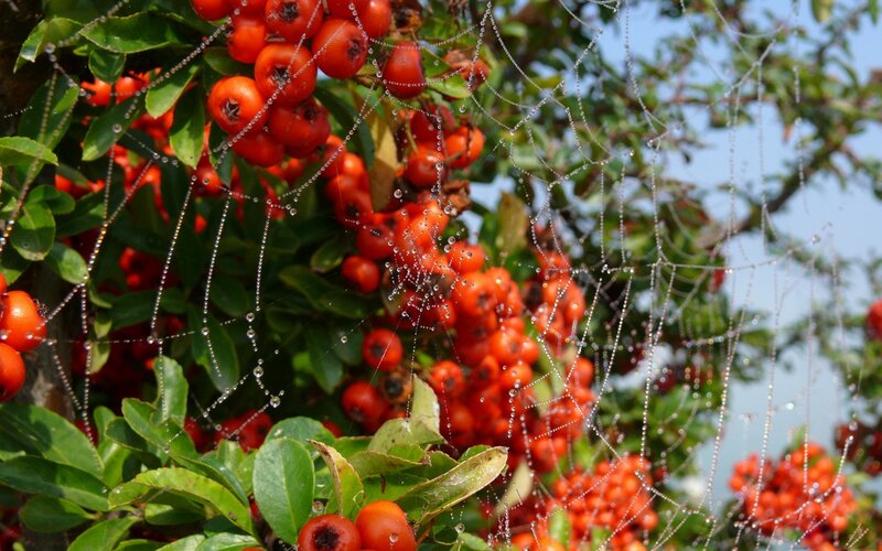 Red Berries on Bush — Serene