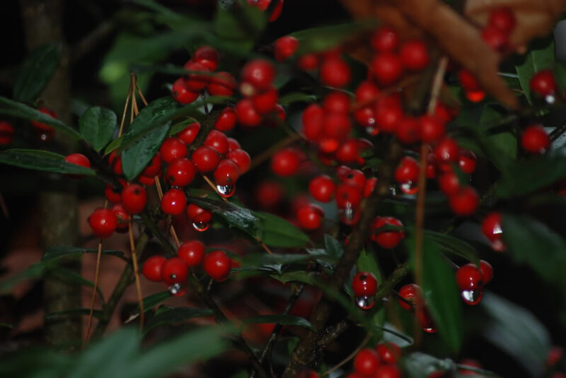 Red Berries on Bush