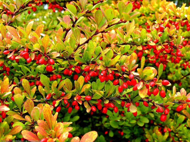 Red Berries on Bush — Vibrant