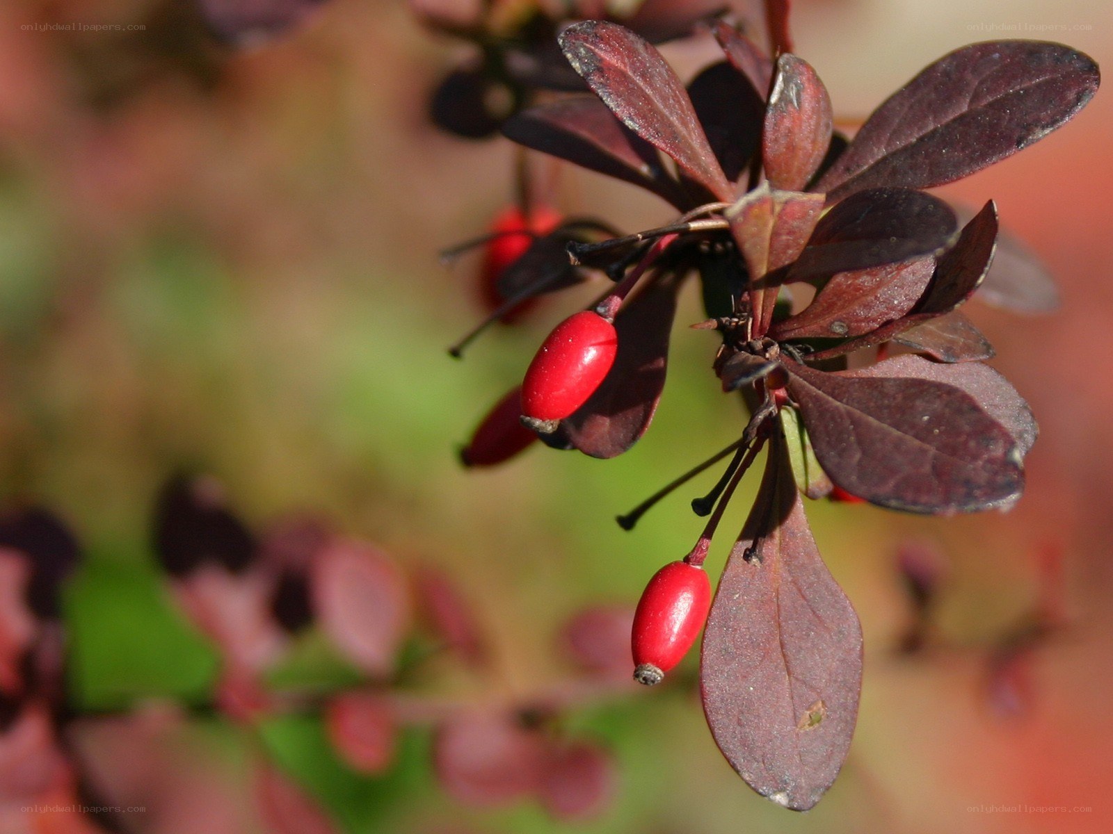 Red berries on dark leaves