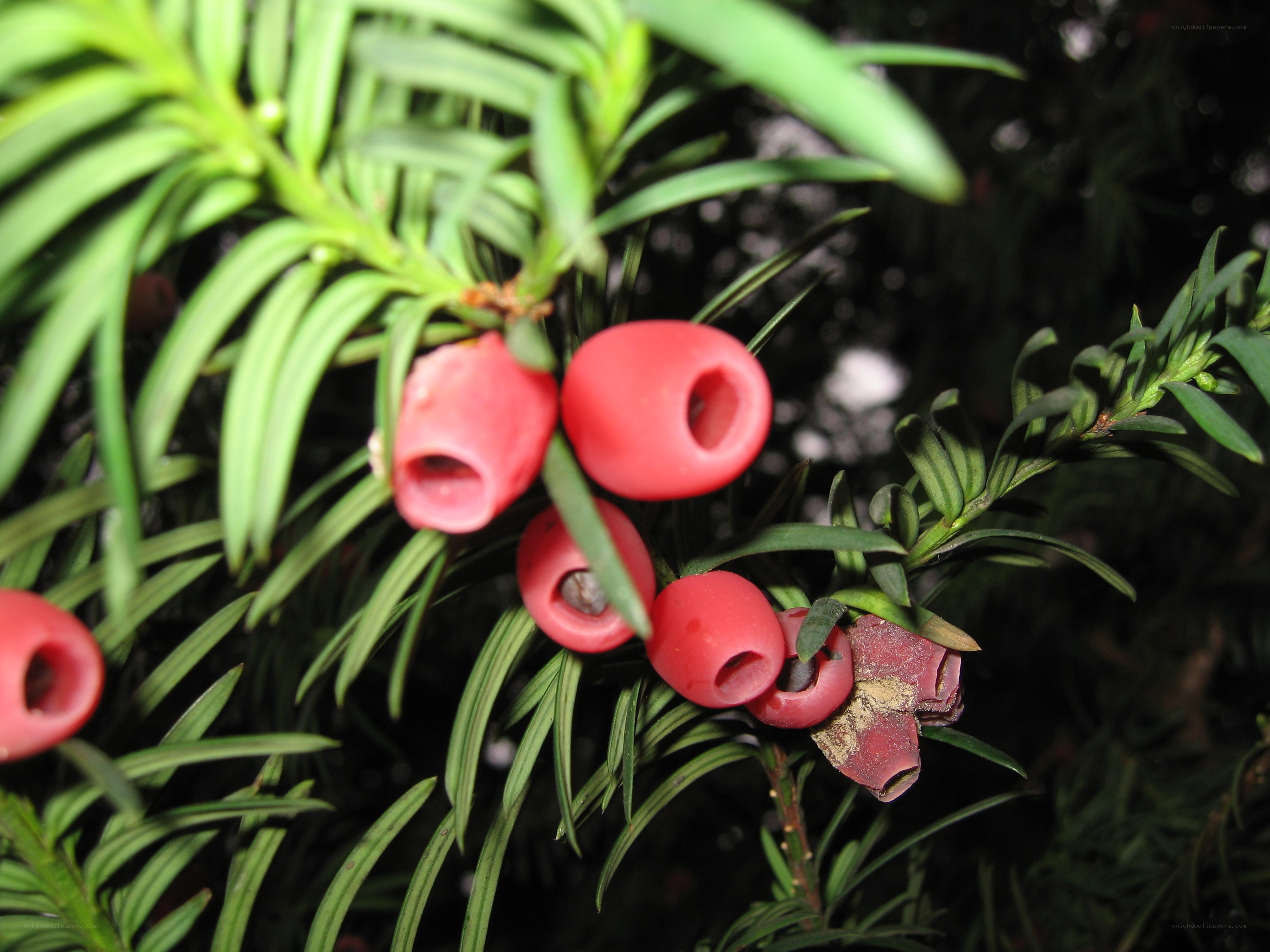 red berries on evergreen branch