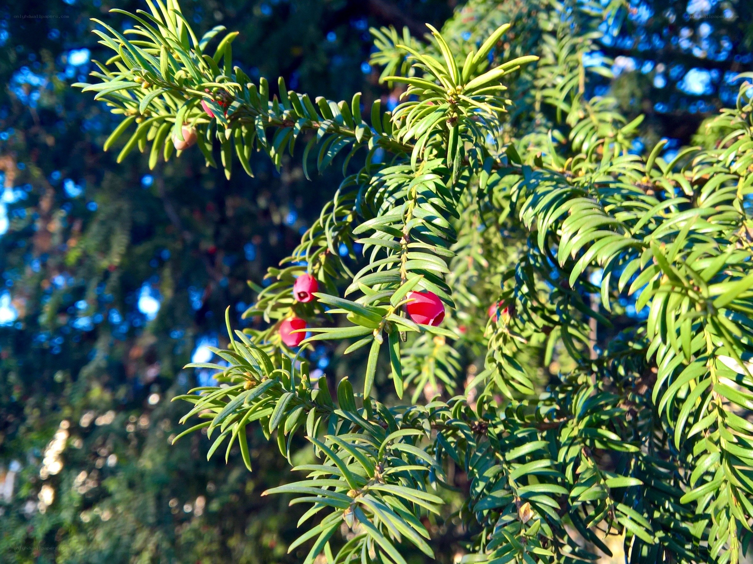 Red berries on evergreen branch