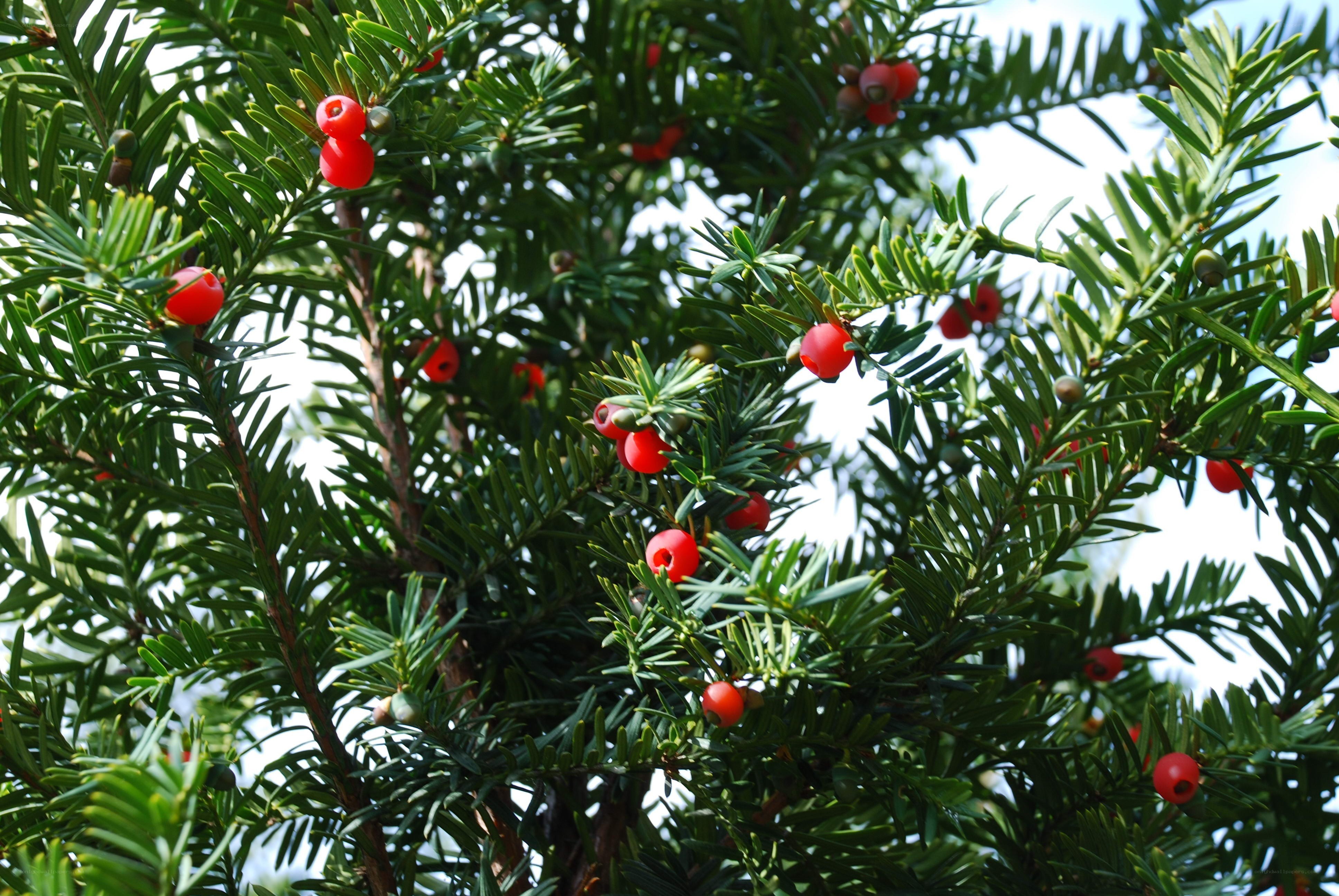 Red berries on evergreen branches