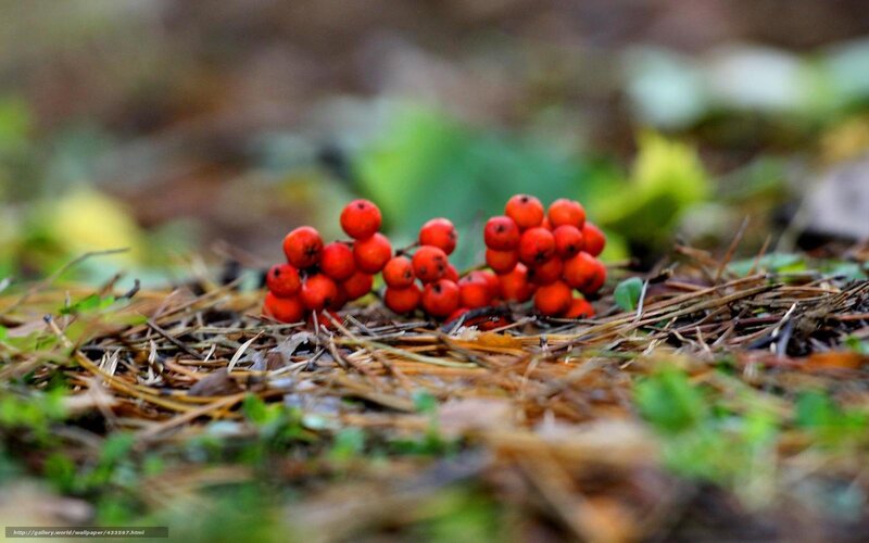 Red berries on forest floor