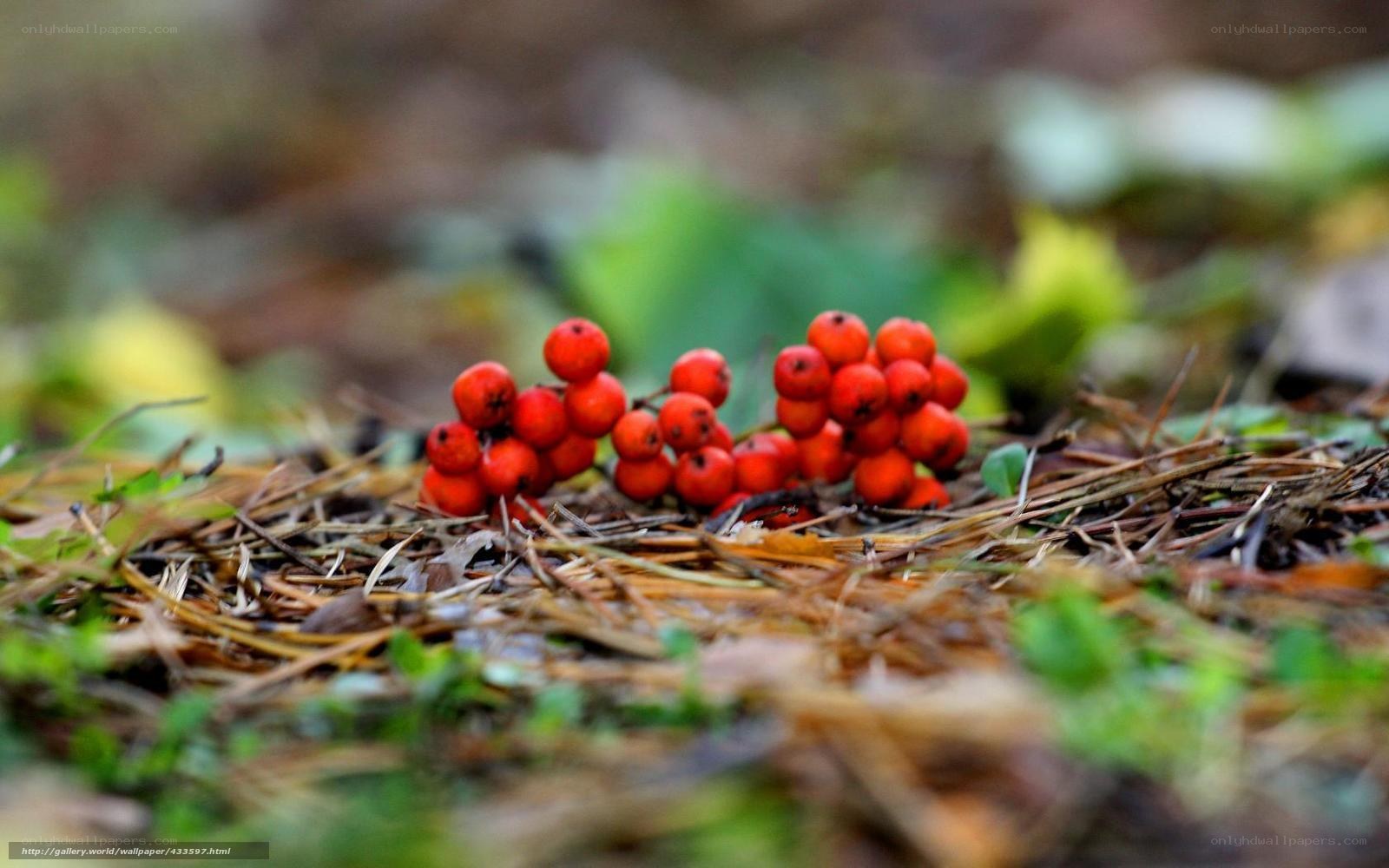Red berries on forest floor