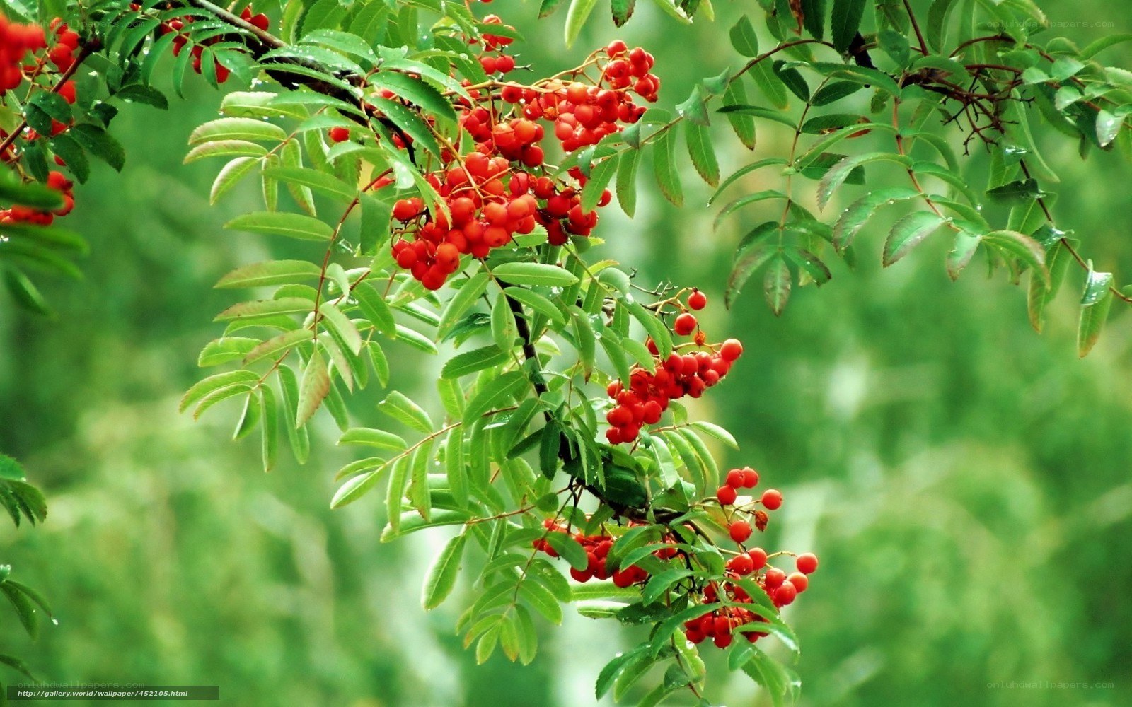 Red berries on green branch