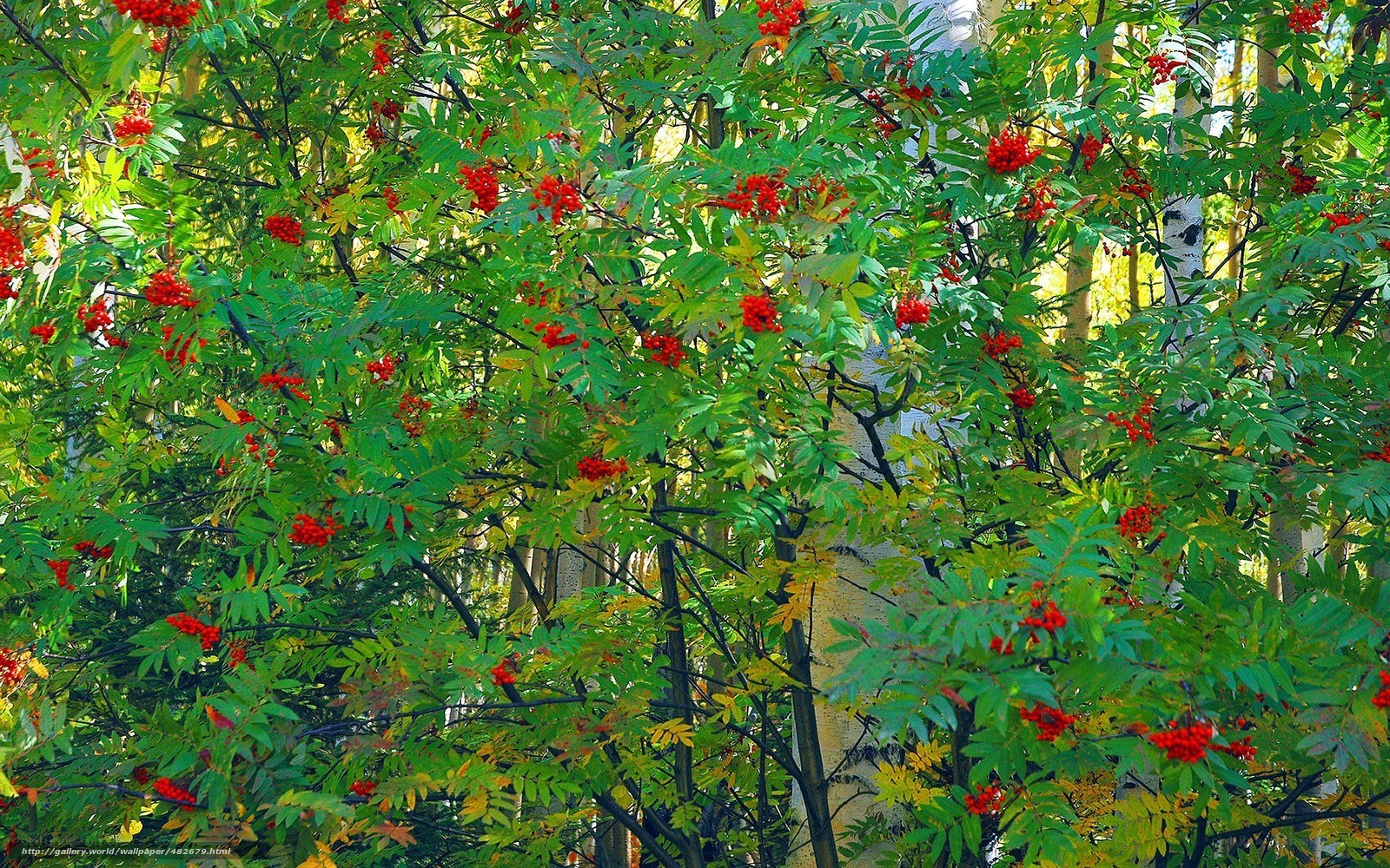 Red berries on green branches