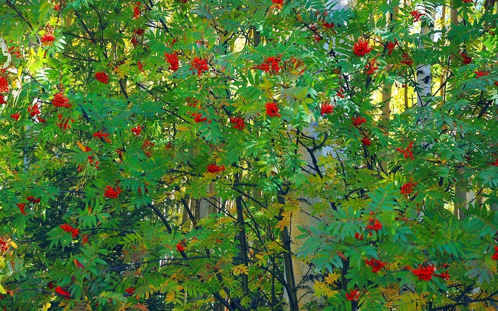 Red berries on green branches