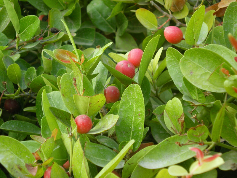 red berries on green bush