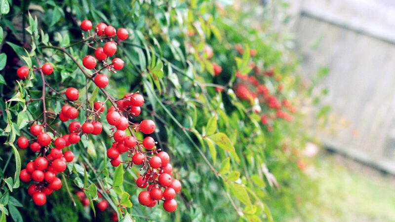 Red Berries on Green Bush — Calm