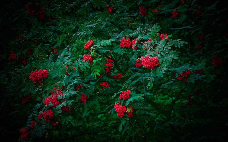 Red Berries on Green Bush — Dramatic