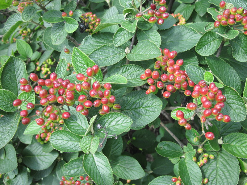 Red Berries on Green Bush — Natural, Summer