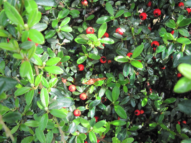 Red Berries on Green Bush — Natural