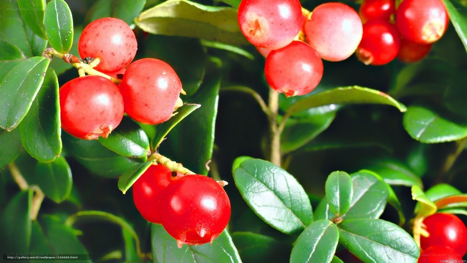 red berries on green bush