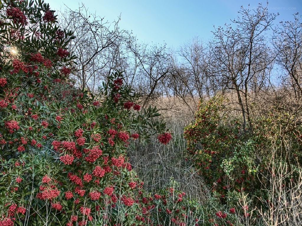 Red berries on green bushes