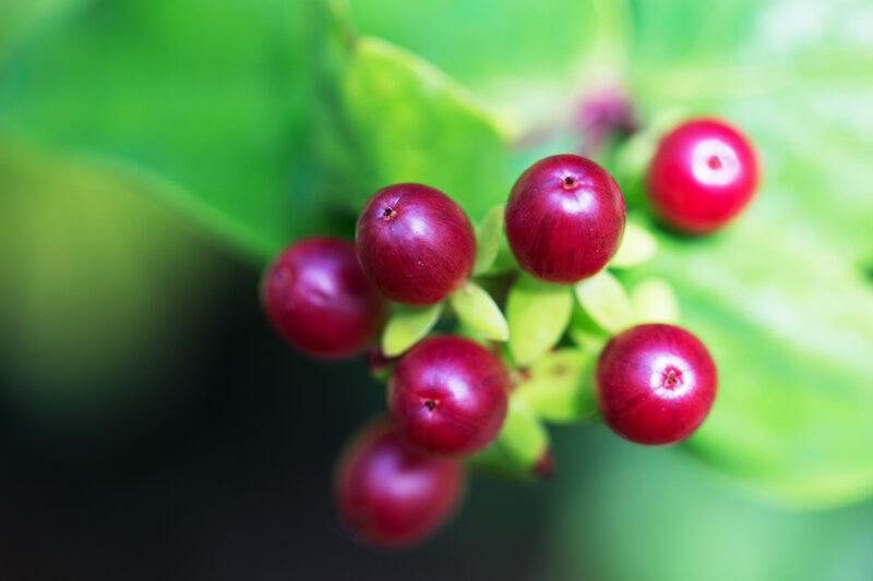 red berries on green leaves