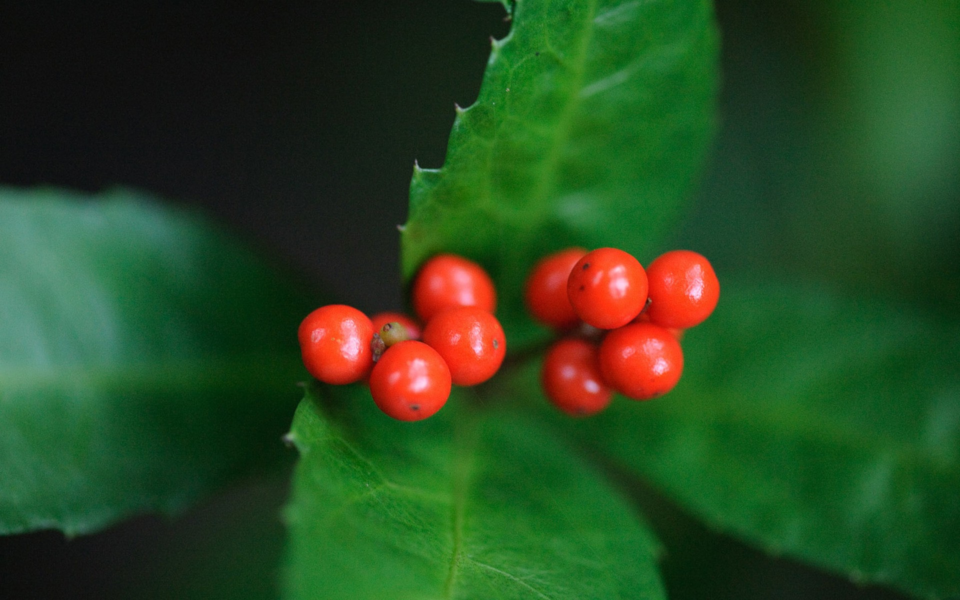 red berries on green leaves