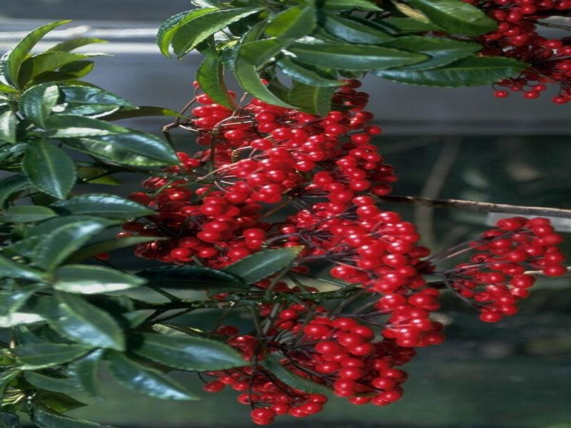 Red Berries on Green Leaves — Natural
