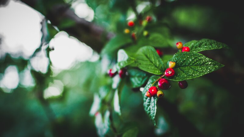 Red Berries on Green Leaves — Serene