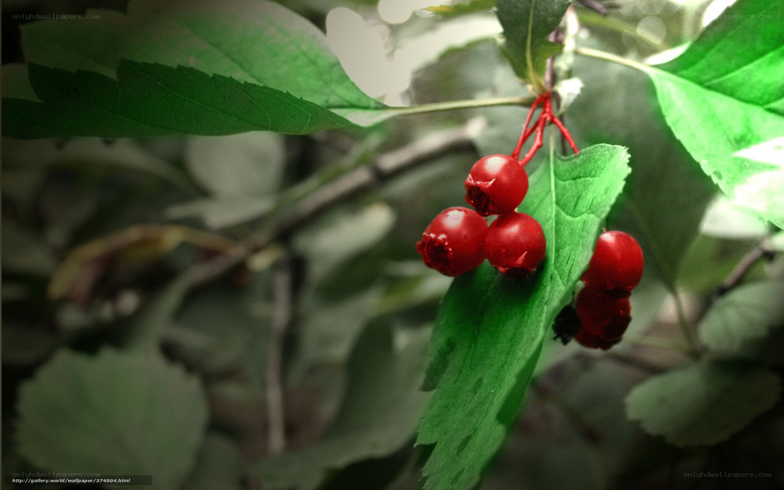 Red berries on green leaves