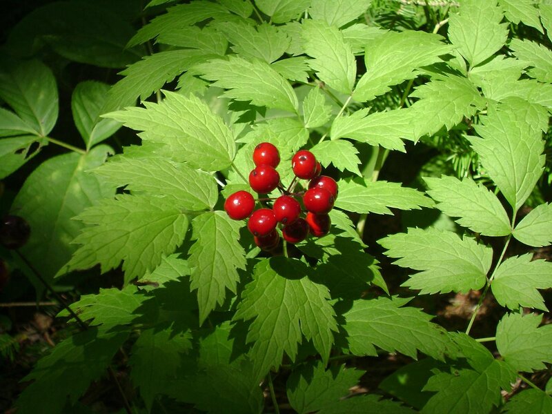 Red Berries on Green Plant — Natural