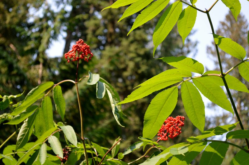 Red Berries on Green Plant — Serene