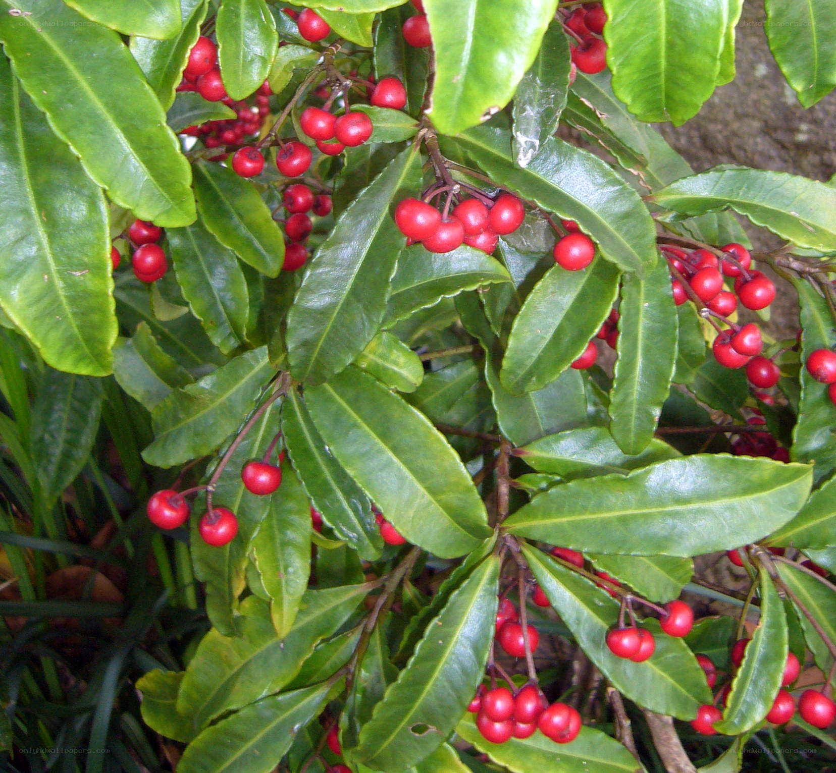 red berries on green plant