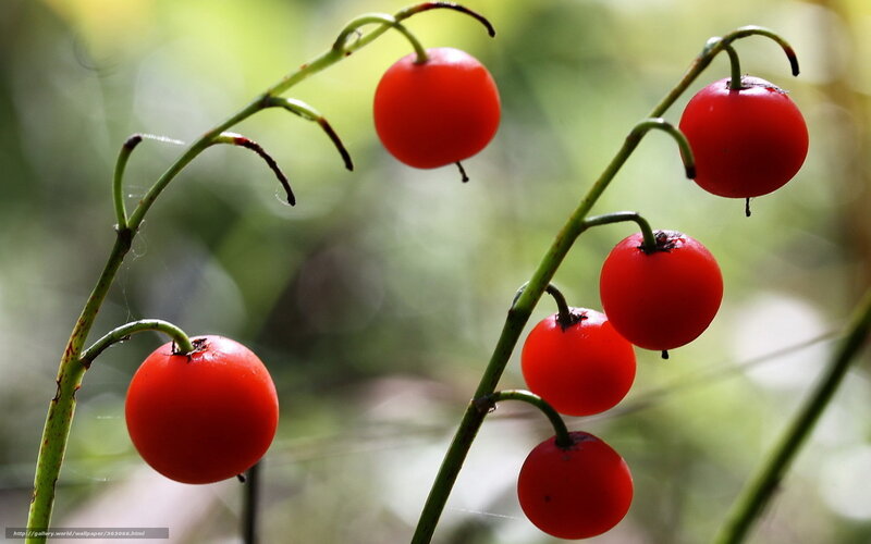 Red berries on green stems