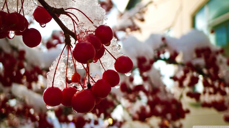 Red Berries on Ice-covered Branch