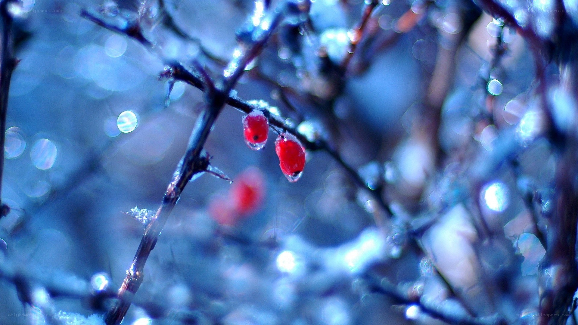 Red berries on icy branch