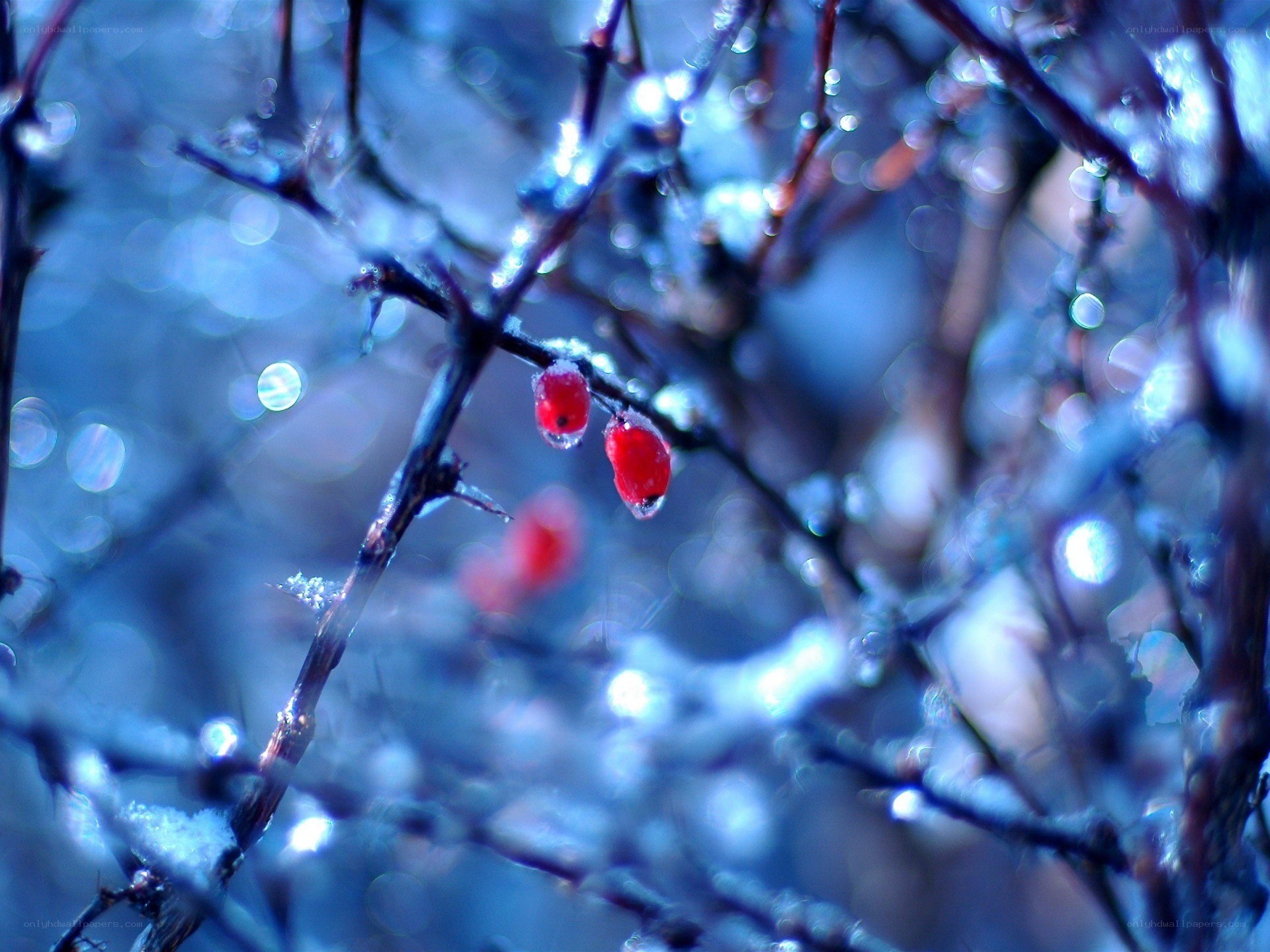 Red berries on icy branch