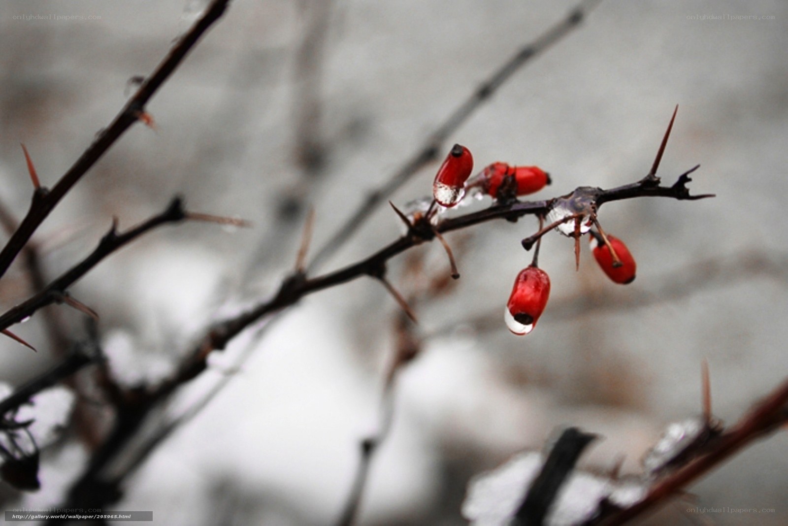 Red berries on icy branch