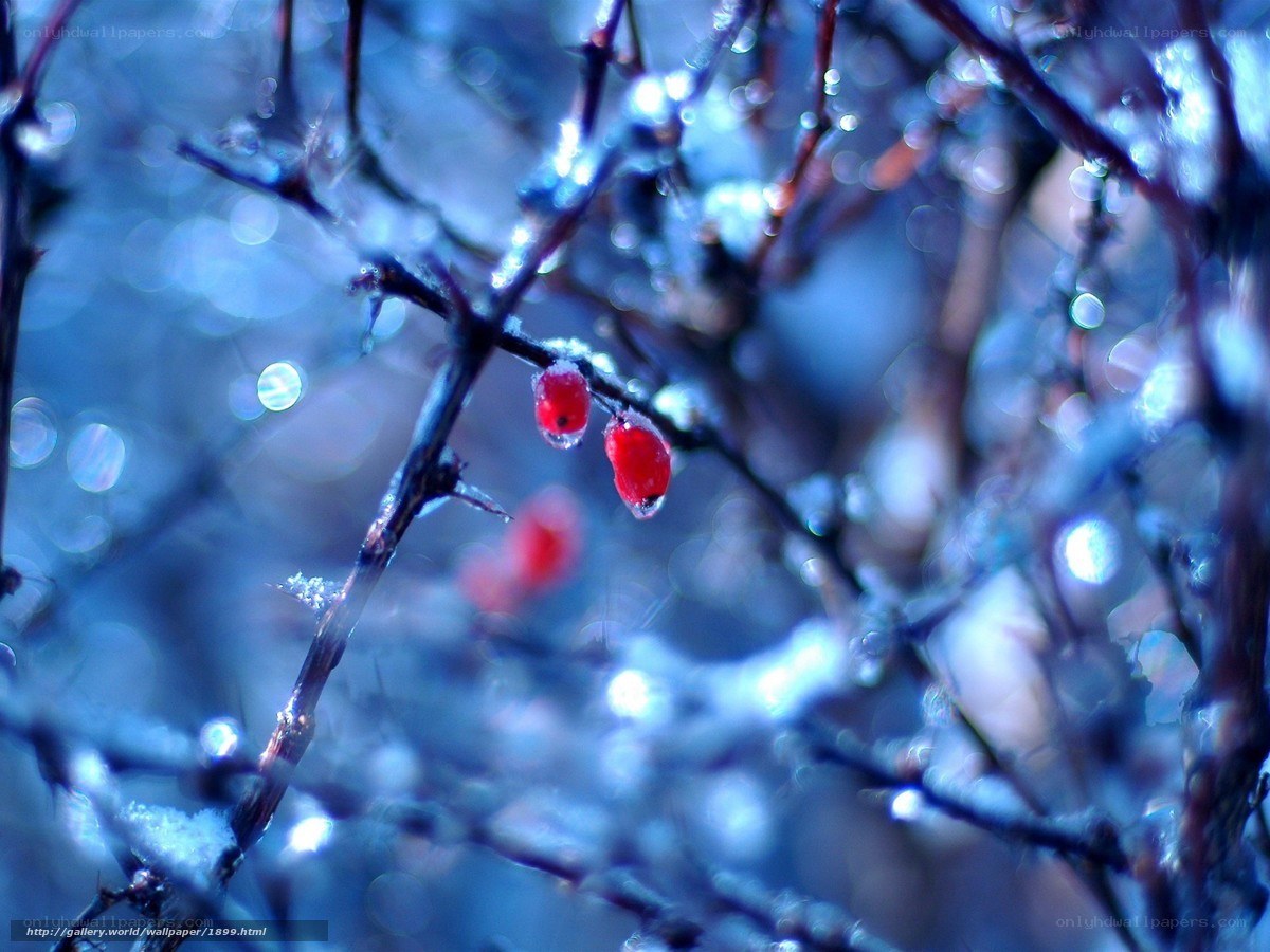 Red berries on icy branches