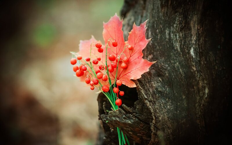 Red Berries on Maple Leaf