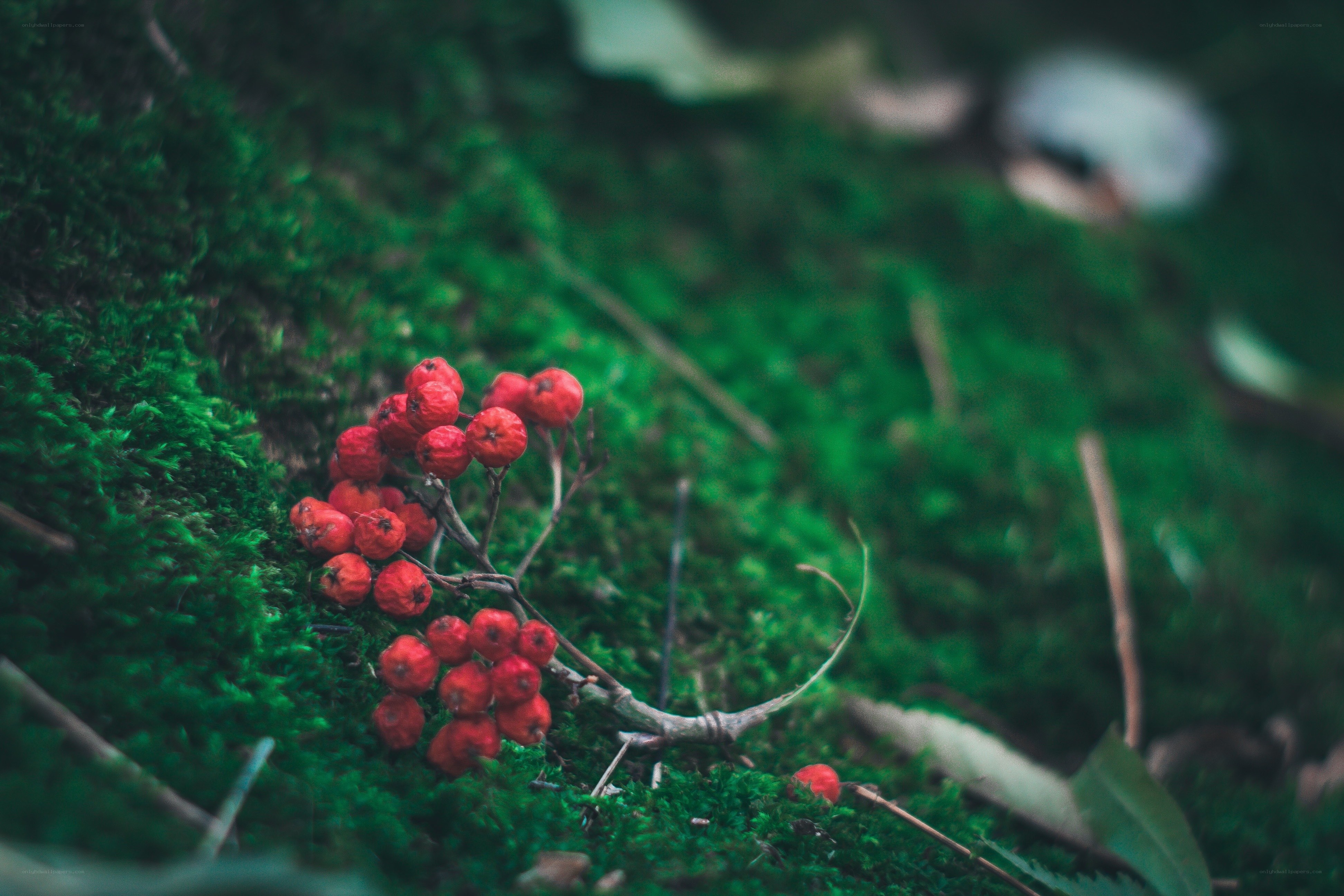 Red berries on mossy ground
