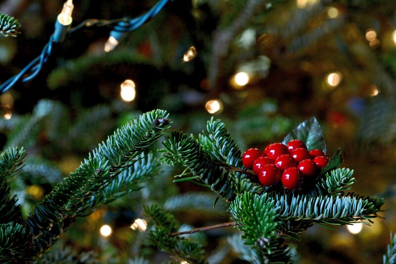 Red Berries on Pine Branch — Green