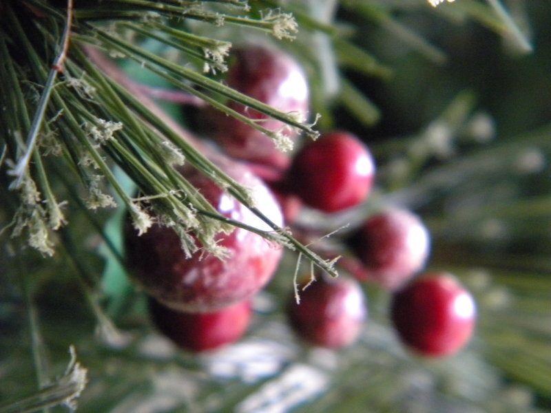 Red Berries on Pine Branch