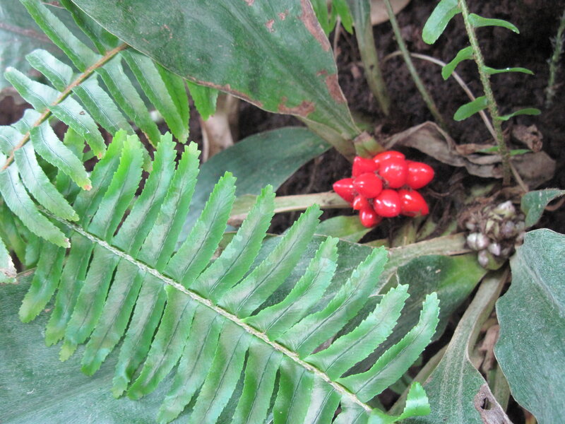 Red Berries on Plant — Green, Natural