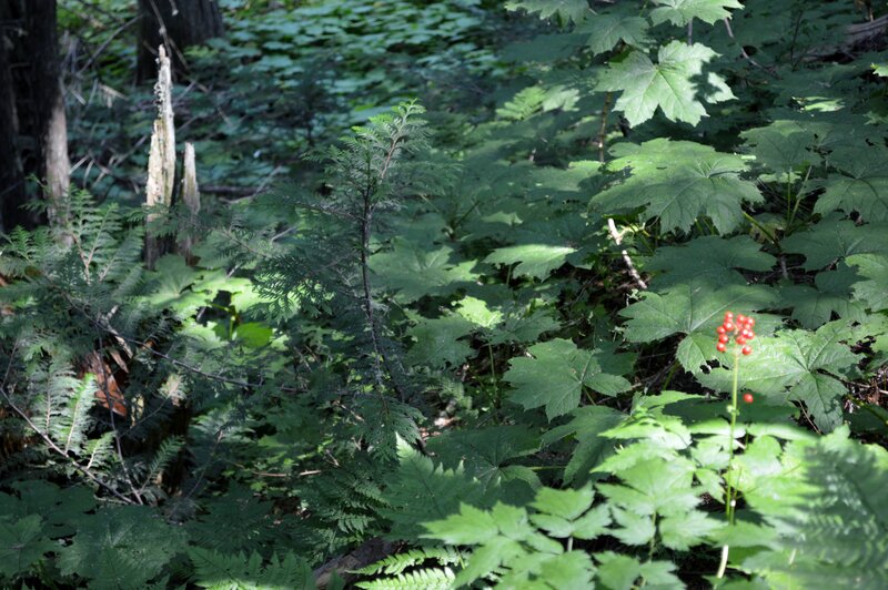 Red Berries on Plant — Green, Serene