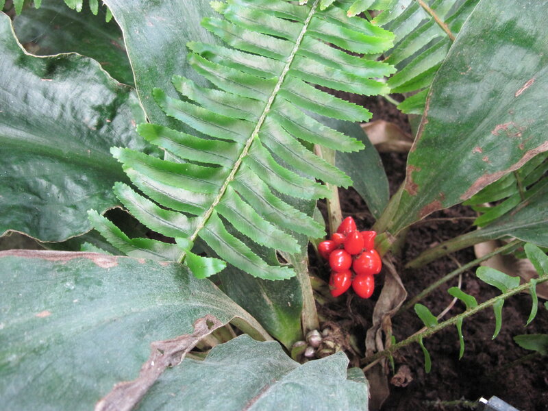 Red Berries on Plant — Green