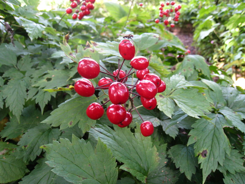 Red Berries on Plant — Natural