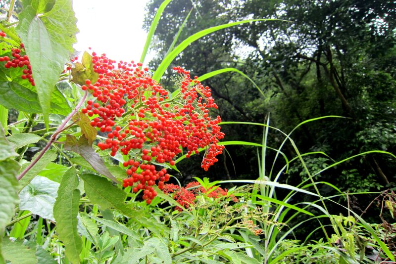 Red Berries on Plant